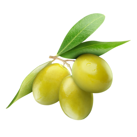 ZEYTİN ÇEŞİTLERİ